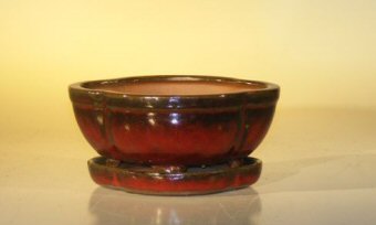 Parisian Red Ceramic Bonsai Pot- OvalAttached Humidity/Drip TrayProfessional Series6.37 x 4.75 x 2.625 Image