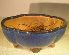 Blue Ceramic Bonsai Pot Oval Lotus Shaped Professional Series 8.25 x 7.0 x 4.0 Image