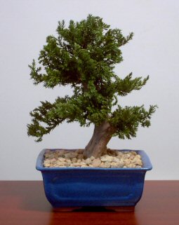 unknown Preserved Juniper Bonsai Tree - Upright Style<br>(Preserved - Not a living tree)