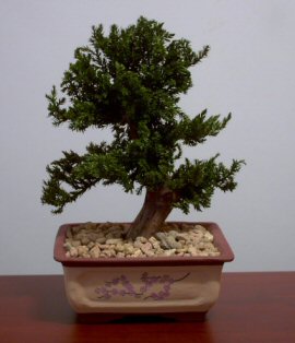 unknown Preserved Juniper Bonsai Tree - Upright Style<br>Potted in Chinese Bonsai Container<br>(Preserved - Not a living tree)