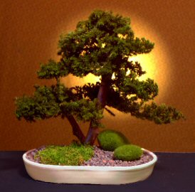 unknown Preserved Juniper Bonsai Tree - Upright Double Trunk Style<br>(Preserved - Not a living tree)
