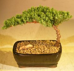 Juniper Bonsai Tree-Small(Juniper Procumbens nana) Image