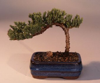 unknown Juniper Bonsai Tree-Small<br><i>(Juniper Procumbens nana)</i>
