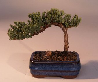 Artificial Bonsai Tree on Juniper Bonsai Tree Small Juniper Procumbens  Nana