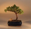 Juniper Tree-Small (Juniper Procumbens 