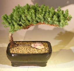 Juniper Bonsai Tree - Medium(Juniper Procumbens nana) Image