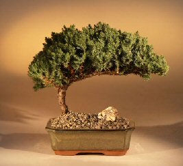 This dwarf Juniper from Japan is the most popular evergreen in the U.S.  When we think of a traditional bonsai and what it should look like, we think of a "Juniper Procumbens Nana."  It is very hardy, long-lived, and tolerates many adverse conditions.  This is an excellent tree for the beginner.