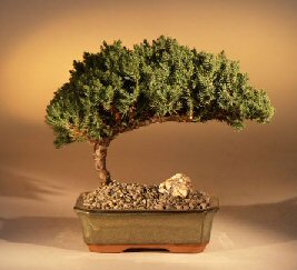 unknown Juniper Bonsai Tree<br>Complete Starter Kit