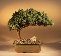 Juniper Bonsai Tree - Medium Juniper Procumbens 