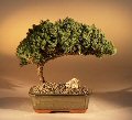 Juniper Tree - Medium Juniper Procumbens 