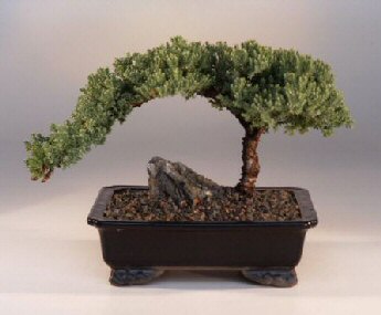 Juniper Bonsai on On This Treejuniper Bonsai Tree   Large Juniper Procumbens  Nana