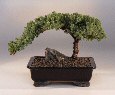 Juniper Tree - 10