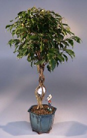 Golf Ball Ficus