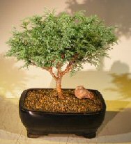 unknown Blue Moss Cypress Bonsai Tree<br><i>(Chamecyparis glauca minima)</i>