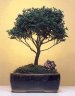 Blue Moss Cypress-Medium
                                    Chamecyparis 