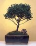 Blue Moss Cypress-Medium Chamecyparis 