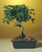 Hawaiian Umbrella Tree - Coiled Trunk-Medium
                           (Arboricola Schefflera)
