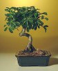 Hawaiian Umbrella Tree - Coiled Trunk-Medium
                           (Arboricola Schefflera)