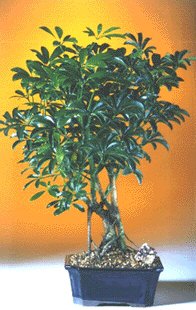 Hawaiian Umbrella Bonsai Tree - Medium(Arboricola Schefflera 'Luseanne') Image