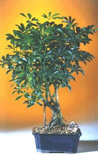 unknown Hawaiian Umbrella Bonsai Tree<br>Complete Starter Kit