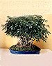 Hawaiian Umbrella
                           Tree - Banyan Style - Extra Large (arboricola schefflera)