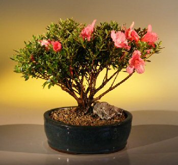 Bonsai Tree Seeds on Flowering Chinzan Azalea  Large  Satzuki Azalea Chinzan