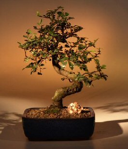 Chinese Elm Bonsai Tree - Medium Curved Trunk Style (Ulmus Parvifolia) Image