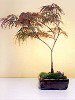 Japanese (Laceleaf)
                                    Maple-Red (Acer Palmatum)