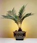 Sago Palm - Exotic
                           (Large) (Cycas Revoluta)