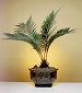 Sago Palm - Exotic
                                    (Large) (Cycas Revoluta)