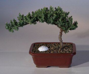 unknown Juniper with Fairway Golf Ball<br><i>(Juniper Procumbens nana)</i>