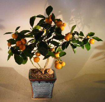 Orange Citrus Bonsai Tree (