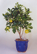 Citrus Tree (