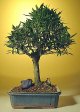 Willow Leaf Ficus-Extra Large (ficus nerifolia/salicafolia)