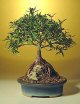 Willow Leaf Ficus - Root over Rock - Extra Large
                           (ficus nerifolia/salicafolia)