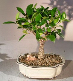 Ficus Retusa Bonsai Tree - Medium(Ficus Retusa) Image