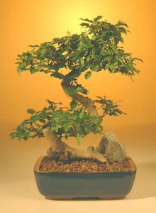 Flowering Ligustrum Bonsai Tree - Large Curved Trunk Style (ligustrum lucidum) Image