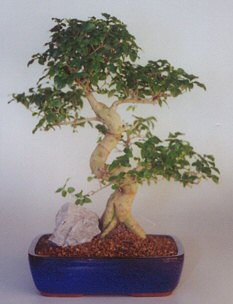 Ligustrum Bonsai Tree-Extra Large (ligustrum lucidum)