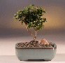 Japanese Kingsville Boxwood Buxus Microphylla
                           