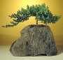 Juniper in a Rock-Medium