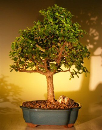 unknown Baby Jade Bonsai Tree - Extra Large<br><i>(Portulacaria Afra)</i>