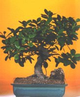 Green Emerald Ficus Bonsai Tree-Extra Large (Ficus Microcarpa)