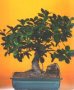 Green Emerald Ficus-Extra
                                    Large (Ficus Microcarpa)