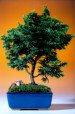 Hinoki Cypress (Large)-
                                    Evergreen Conifer  (Chamecyparis Obtusa 