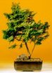 Golden Hinoki Cypress
                                             (Chamecyparis Obtusa Compacta 