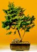 Golden Hinoki Cypress
                                    (Chamecyparis Obtusa Compacta 