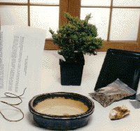 Starter Kit Make Your Own Bonsai Tree