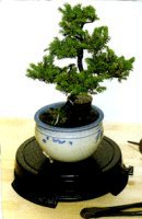 unknown Bonsai Turntable<br>Indoor or Outdoor