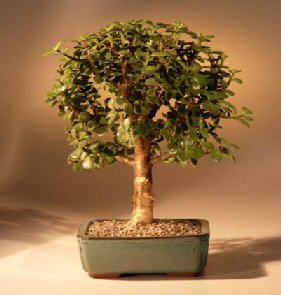 Baby Jade Bonsai Tree - Medium  Portulacaria Afra