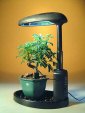 Desktop Grow Light